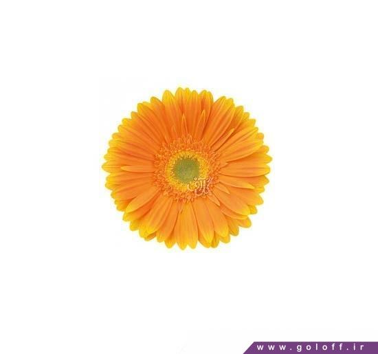 گل فروشی - گل ژربرا توراکو - Gerbera | گل آف